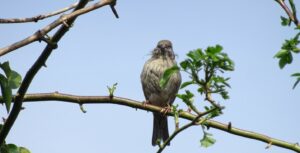 Huismus-met-nestmateriaal-300x153