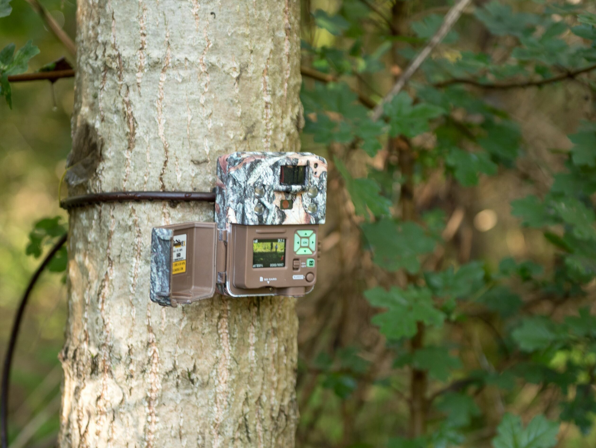wildcamera-scaled