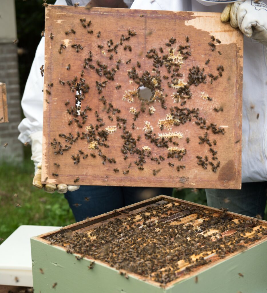 Foto van bijenkast met bijen