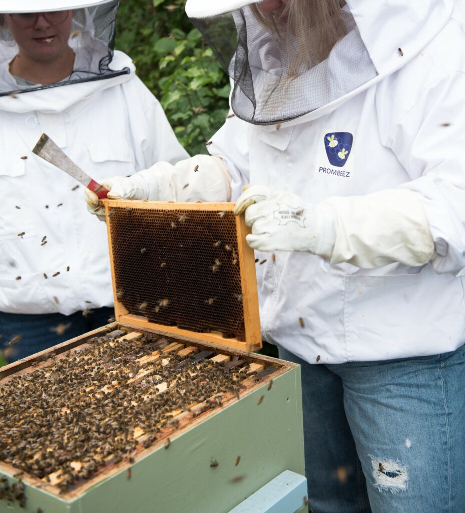 Foto van bijenkast met bijen en imkers