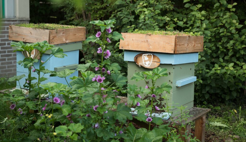 Foto van bijenkasten van Prommenz met bloemen