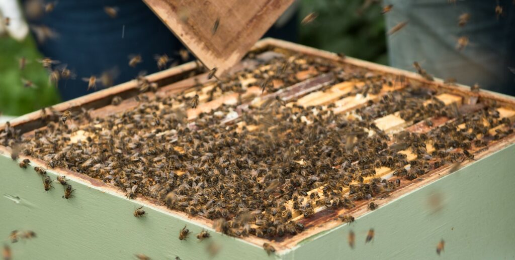 Foto van bijen in bijenkast