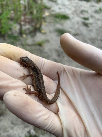 Salamander