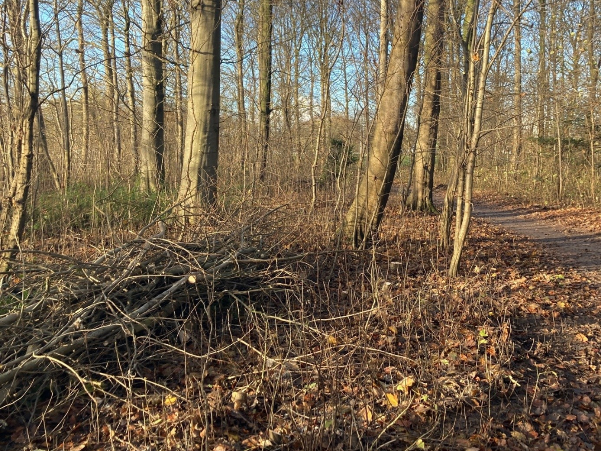 Bosschages Hollands Kroon (2)
