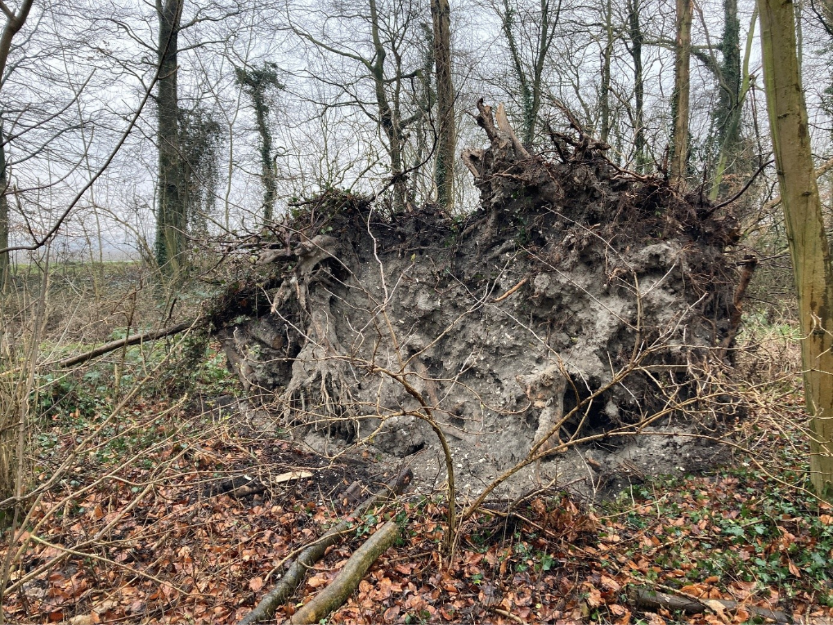 Bosschages Hollands Kroon (3)