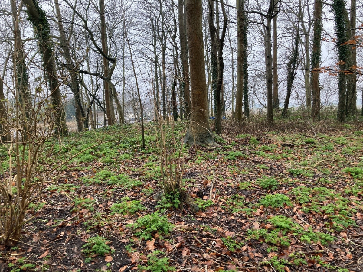 Bosschages Hollands Kroon (4)
