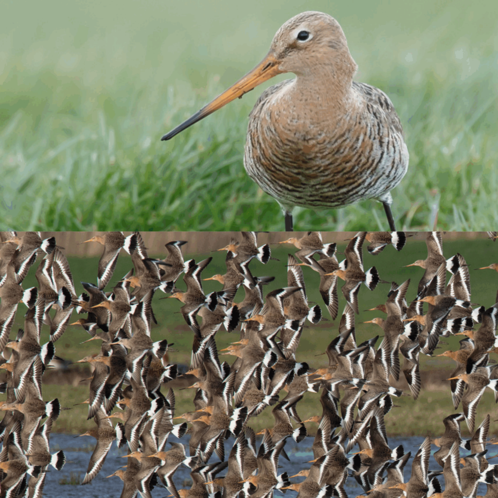 Grutto en vogels