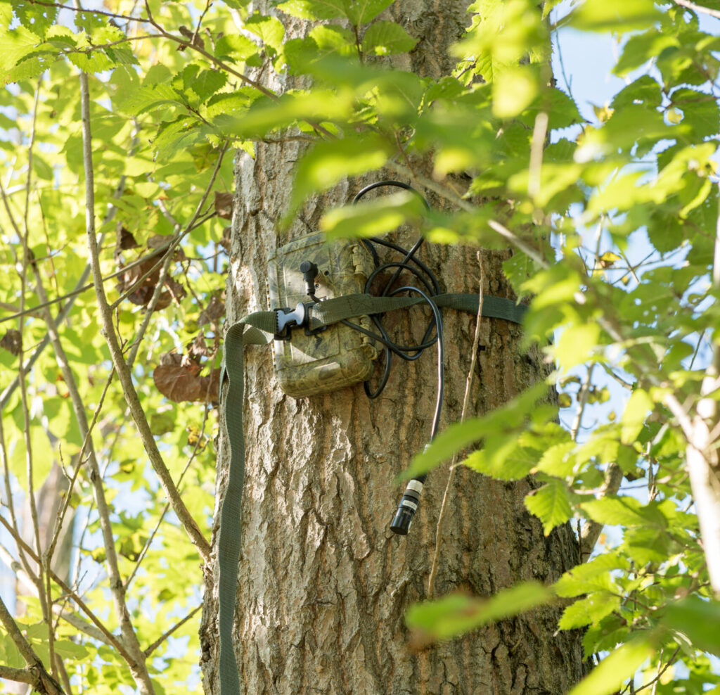Wildcamera