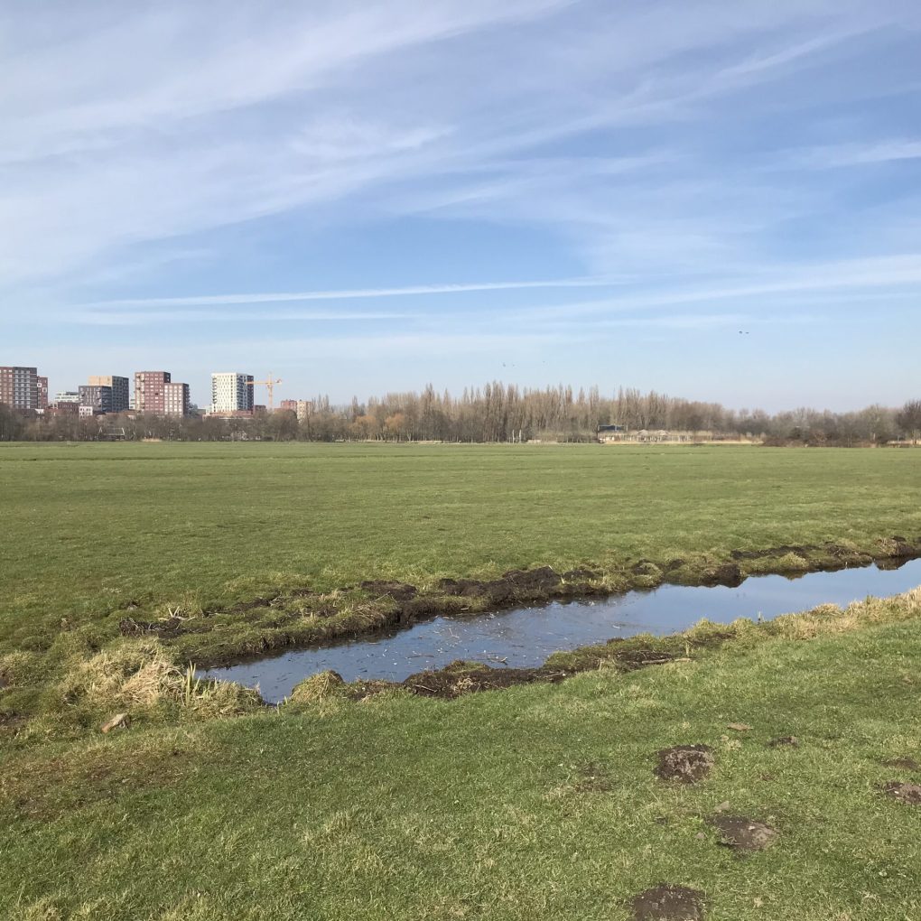 Weidevogelveld