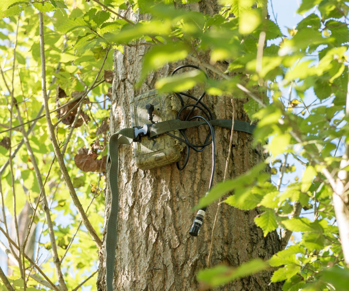 Wildcamera